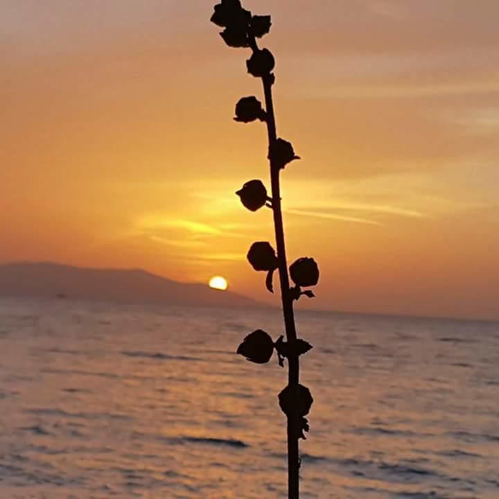 Samos Apart Pension Гюзельчалми Екстер'єр фото